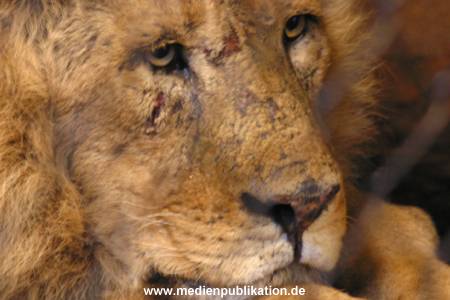 hagenbeck 05 03 056