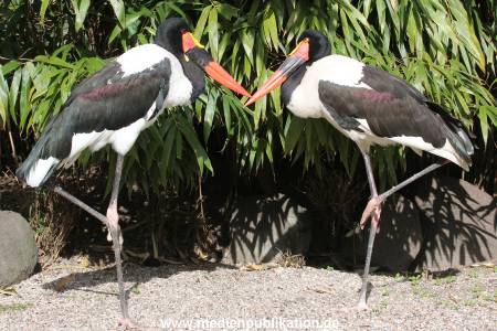 Hagenbeck 14042014 009