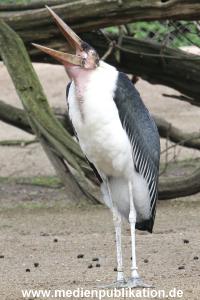 Hagenbeck 16052013 004