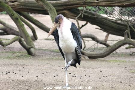 Hagenbeck 16052013 005