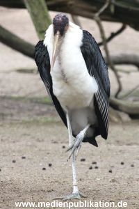 Hagenbeck 16052013 006