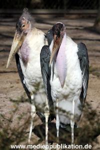 Hagenbeck Fruehling 12042012 054