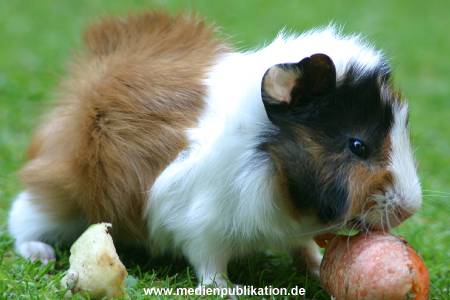 hagenbeck 05 03 070