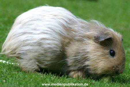 hagenbeck 05 03 071