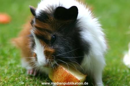 hagenbeck 05 03 072