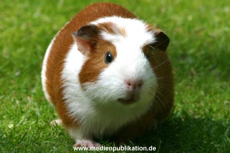 hagenbeck 05 03 075
