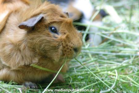 hagenbeck 05 03 076