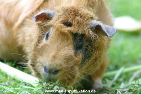 hagenbeck 05 03 077