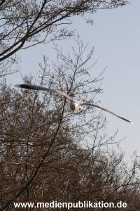 amrum 04 04 vogelkoje 002