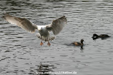 amrum 04 04 vogelkoje 010