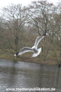 amrum 04 04 vogelkoje 017
