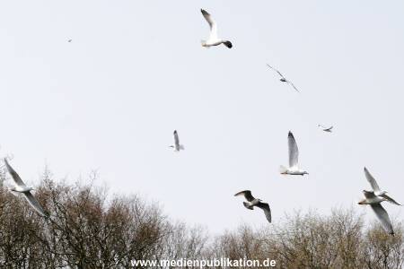 amrum 04 2005 010