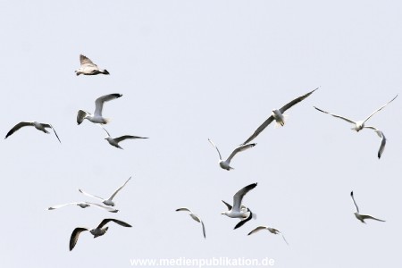 amrum 04 2005 011