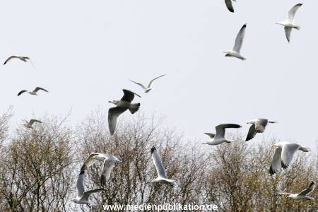amrum 04 2005 012