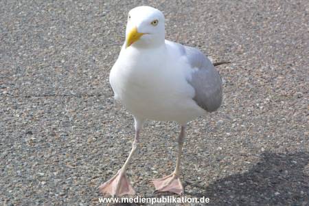 amrum 2001 008