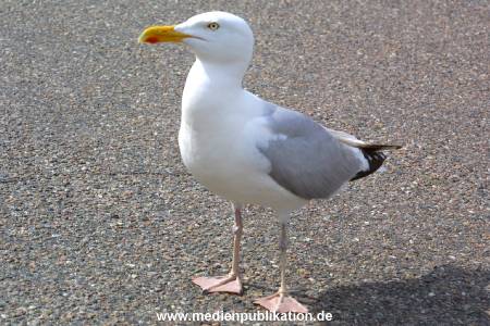 amrum 2001 009