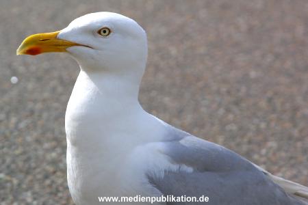 amrum 2001 013