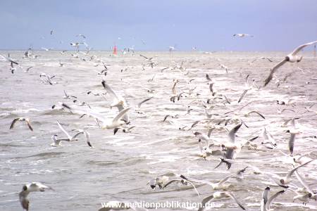 amrum 2001 023