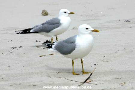 amrum 2003 009