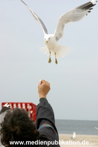 amrum 2003 012
