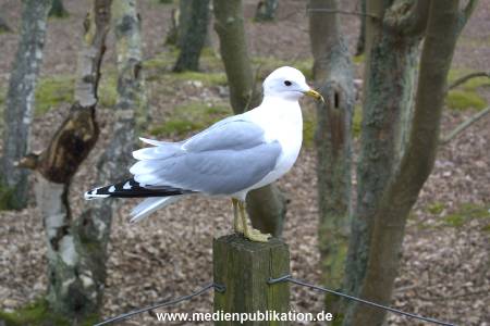 amrum 2003 021