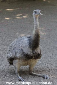 Hagenbeck 06062013 052