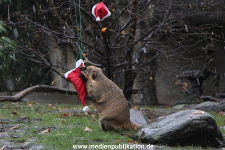 Hagenbeck 05122011 002