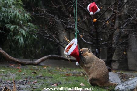 Hagenbeck 05122011 003