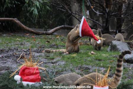 Hagenbeck 05122011 004