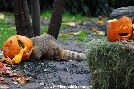 Hagenbeck 30102015 003