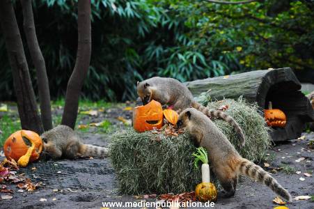 Hagenbeck 30102015 004