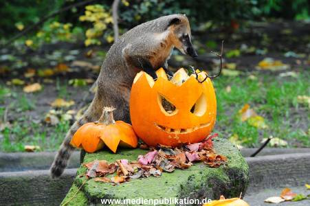 Hagenbeck 30102015 005