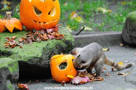Hagenbeck 30102015 006