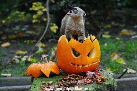 Hagenbeck 30102015 008
