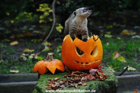 Hagenbeck 30102015 009