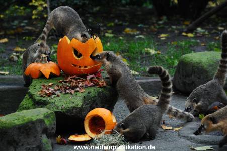 Hagenbeck 30102015 010