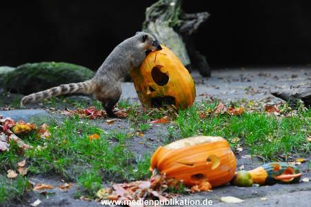 Hagenbeck 30102015 011