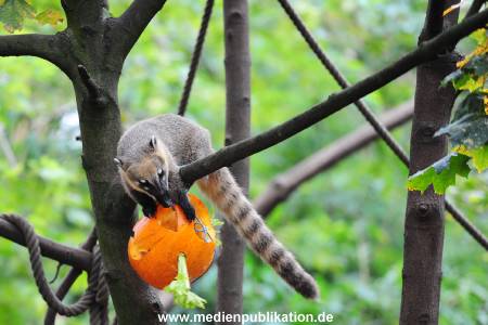 Hagenbeck 30102015 014