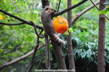 Hagenbeck 30102015 015