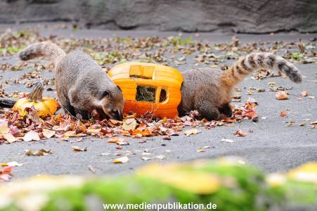 Hagenbeck 30102015 016
