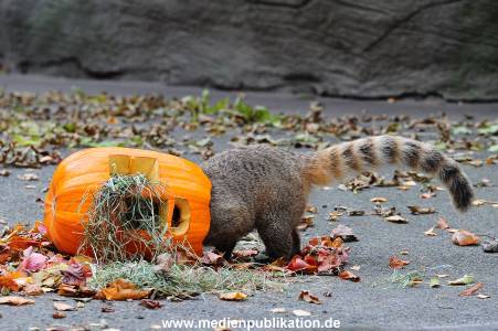 Hagenbeck 30102015 019