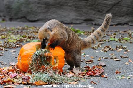 Hagenbeck 30102015 020