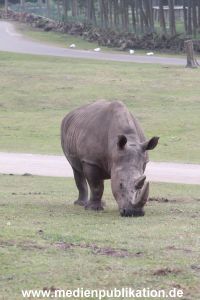 Serengeti Dumont 11062013 003