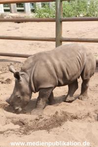 Serengeti Dumont 11062013 016