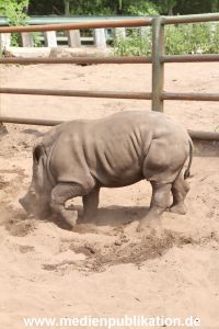 Serengeti Dumont 11062013 020