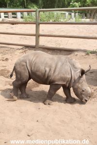Serengeti Dumont 11062013 023