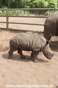 Serengeti Dumont 11062013 026