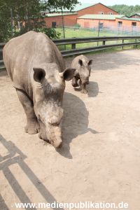 Serengeti Dumont 11062013 027
