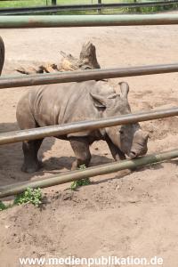 Serengeti Dumont 11062013 032