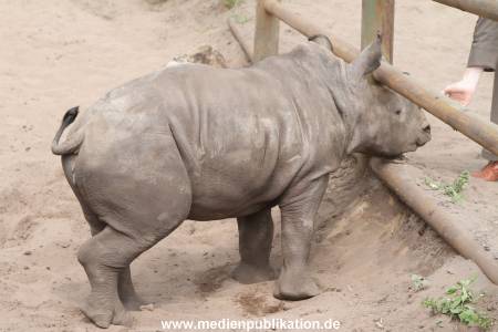 Serengeti Dumont 11062013 040